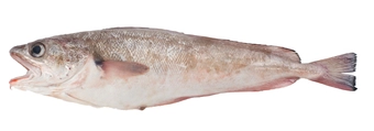 Red Cod