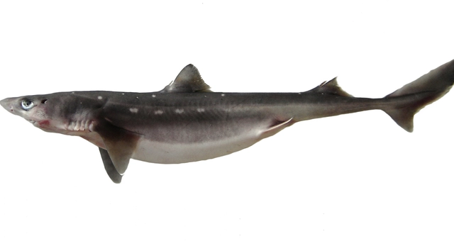 137  Spiny Dogfish