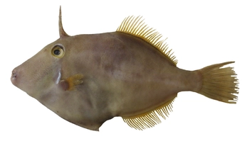 Leatherjacket