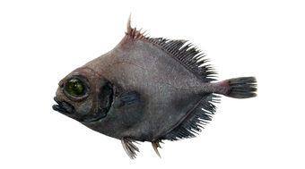 Black Oreo Dory