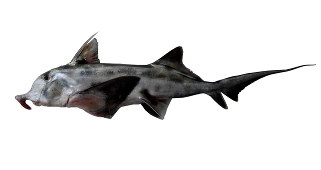 131  Elephant Fish