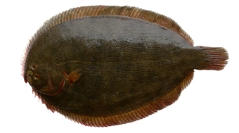 Turbot