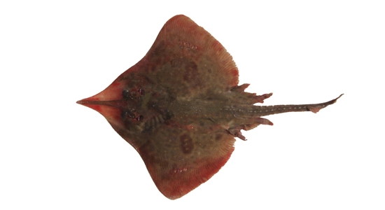 132  Rough Skate