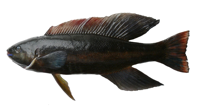 125  Butterfish
