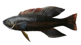 Butterfish