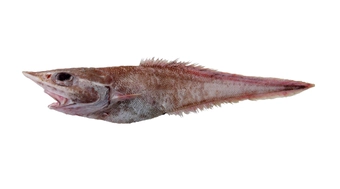 Grenadier Cod