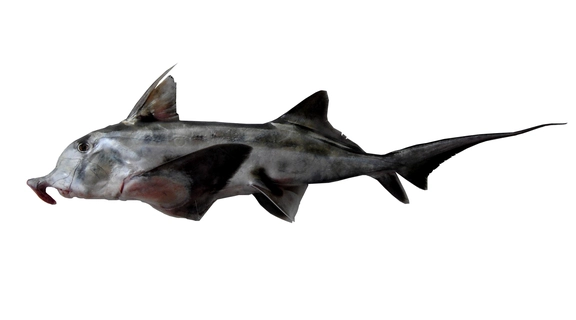 131  Elephant Fish
