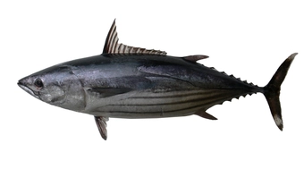 Skipjack Tuna