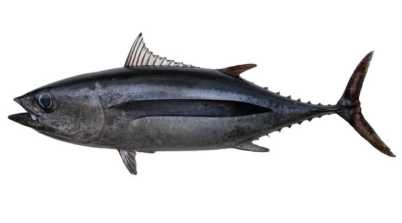 Albacore For Website