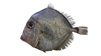 Lookdown Dory