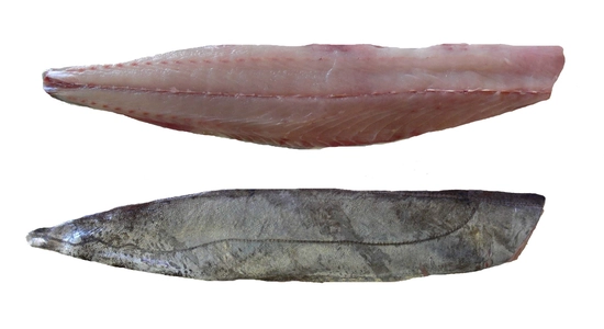 Silver Kingfish