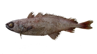 Ribaldo