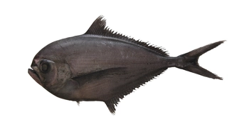 Ray's Bream
