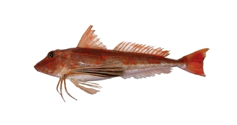 Gurnard