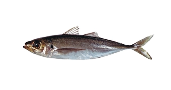 Jack Mackerel