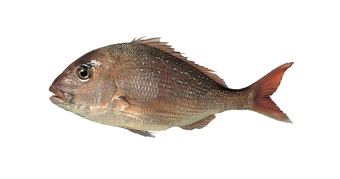 Snapper