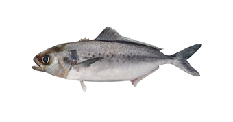 Silver Warehou