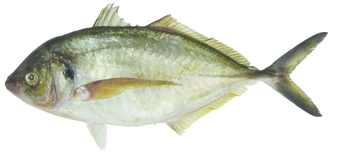 Trevally