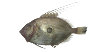 John Dory