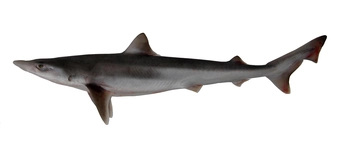 School Shark