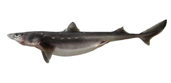 Spiny Dogfish