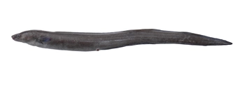 Conger Eel