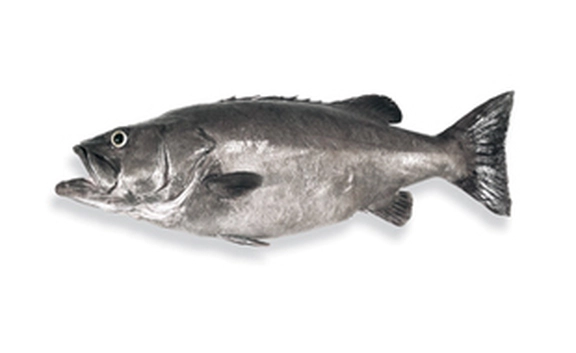 Groper Seafood Nz