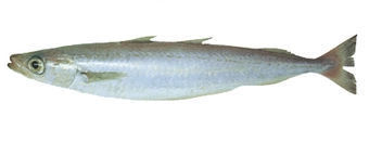 Southern Blue Whiting