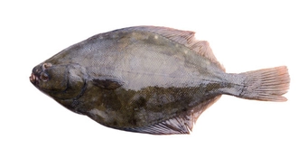 Yellow Belly Flounder