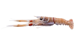 Scampi
