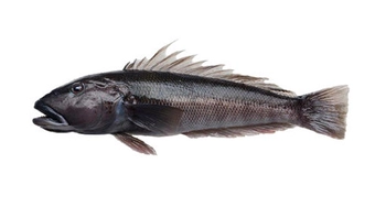 Blue Cod