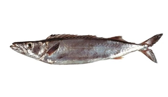 Gemfish