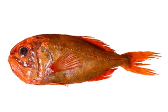 Orange Roughy