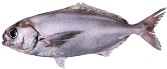 White Warehou