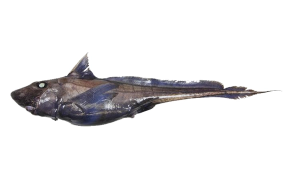 129  Ghostshark Dark