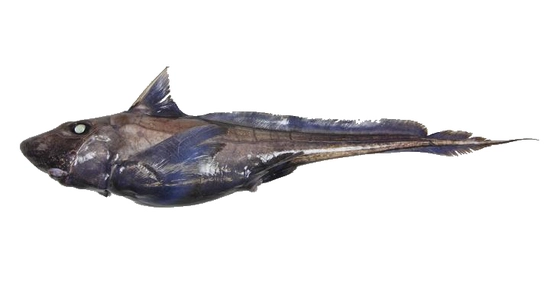129  Ghostshark Dark
