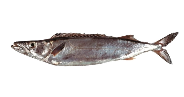 119  Silver Kingfish