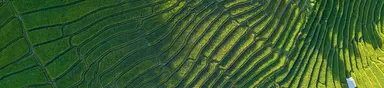 Aerial view of green agricultural fields with patterned crop rows.