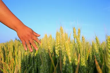 Hand inspecting wheat plants in an agricultural field, representing crop health monitoring and pathogen detection.