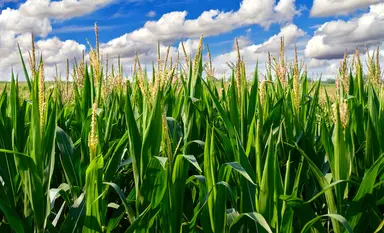 Supporting agrigenomics and plant breeding programmes.
