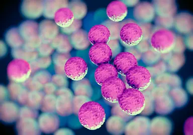 Scientific illustration of competent cells used in molecular biology, cloning and protein expression workflows.