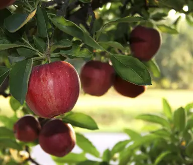 Ripe apples growing on an apple tree, representing plant tissue analysis for viral RNA detection in agricultural genomics.