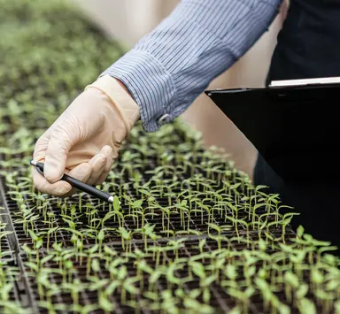 Researcher inspecting young crop seedlings in propagation trays while recording observations, representing breeding, phenotyping and agrigenomics research activities.
