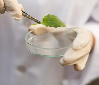 Plant sample preparation for genomic sequencing and agrigenomics research.