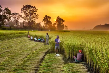 Advancing crop improvement through sequencing technologies.