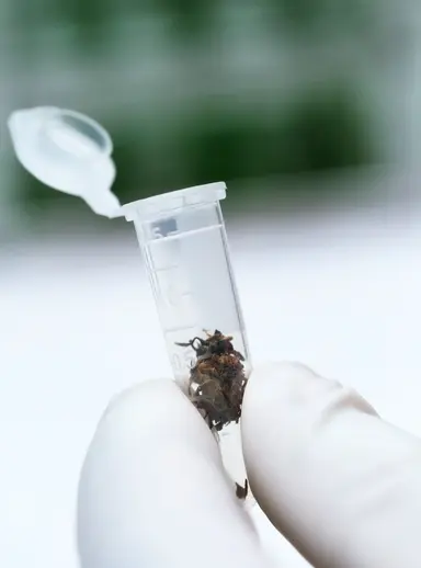 Plant tissue sample in a laboratory microcentrifuge tube, representing agricultural next-generation sequencing and genomic analysis workflows.
