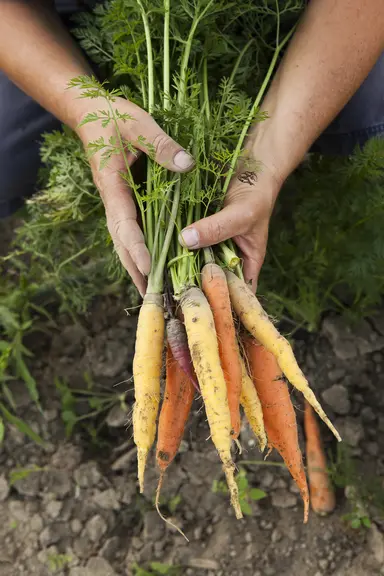 Freshly harvested carrot samples used in plant genomics research, DNA extraction and crop breeding applications.