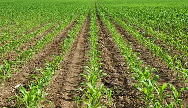 Supporting agricultural genomics research.