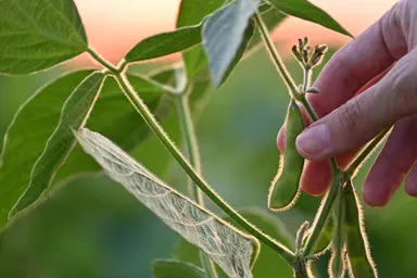 Crop plant being examined in the field, representing targeted genotyping, genetic marker analysis and molecular breeding applications in agricultural genomics.