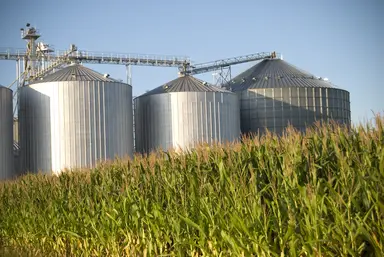 Corn crop representing agricultural breeding and crop research applications.